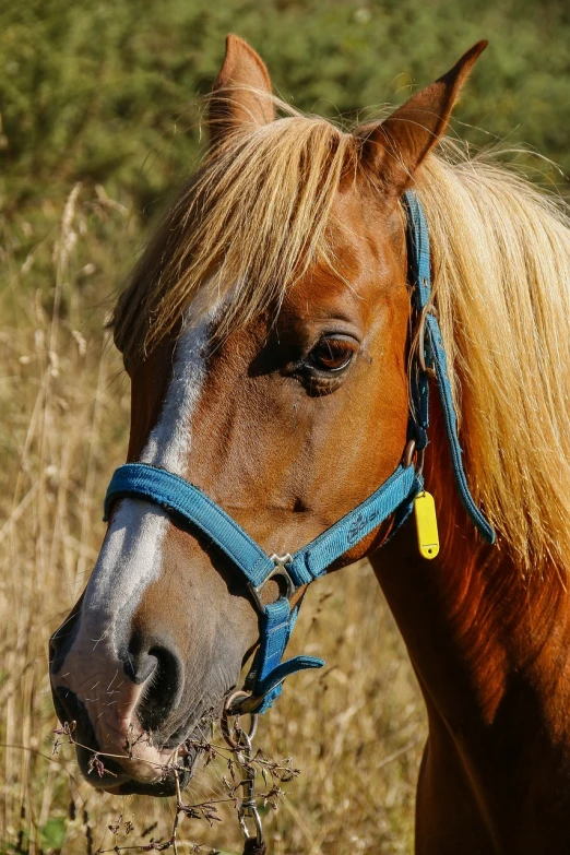 a close up of a horse in a field, a portrait, by Christen Dalsgaard, pixabay, small blond goatee, halter neck, blue head, amber