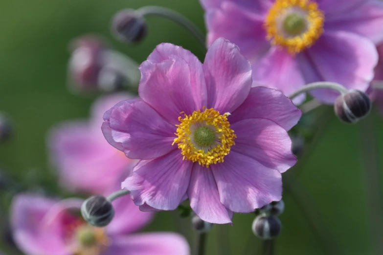 a close up of a bunch of pink flowers, by Robert Brackman, anemone, soft purple glow, purple and yellow, subtle detailing