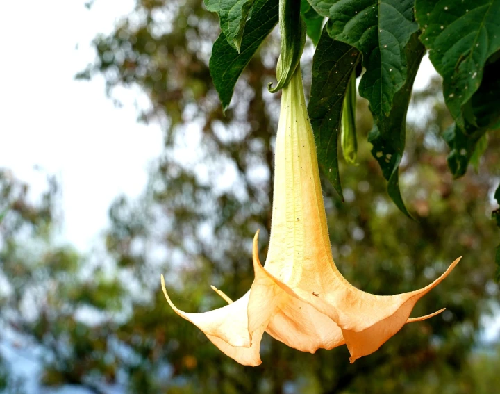 a close up of a flower on a tree, inspired by Carpoforo Tencalla, hurufiyya, angel's trumpet, yellow lanterns, ready to eat, the photo shows a large