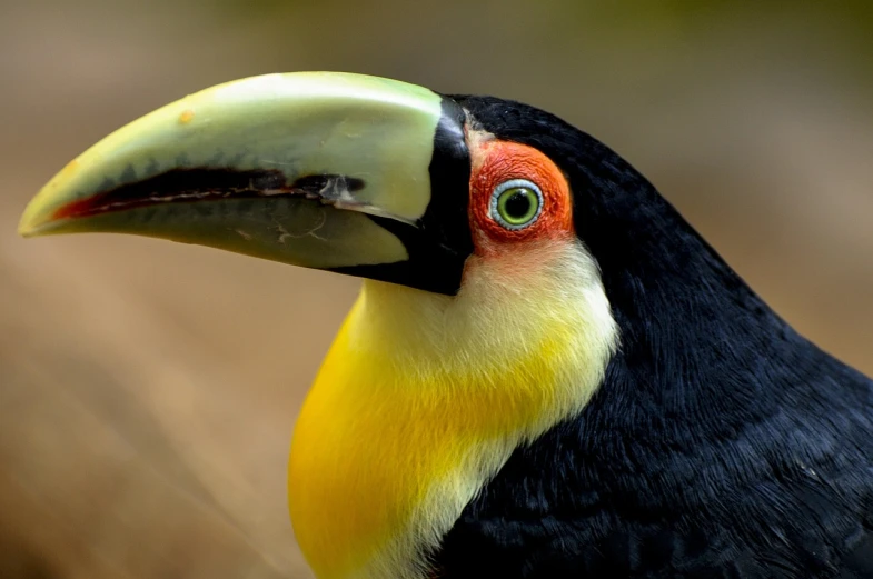 a close up of a bird with a yellow and black beak, by Dietmar Damerau, flickr, toucan, cornucopia, black and yellow and red scheme, an ancient