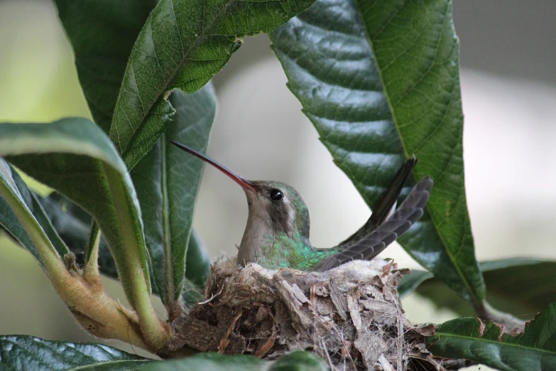 a hummingbird sitting on top of a nest in a tree, by Julius Exner, flickr, pregnancy, sheltering under a leaf, bird\'s eye view, [ realistic photo ]!!