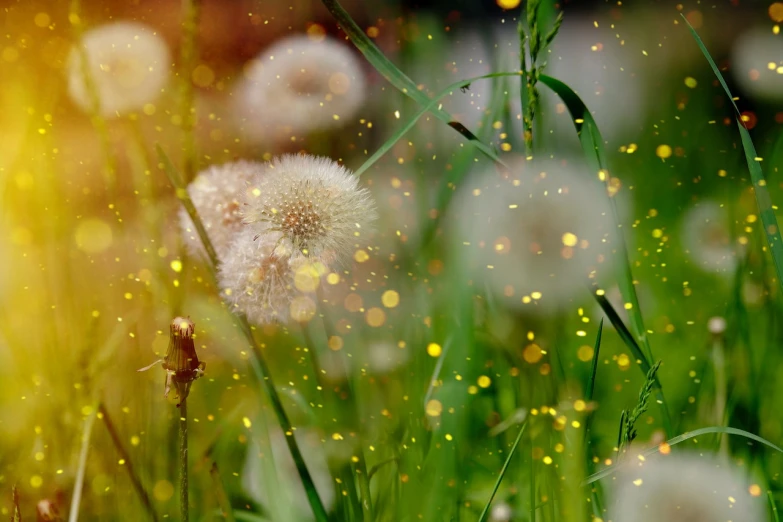 a bunch of dandelions sitting on top of a lush green field, trending on pixabay, digital art, glowing glittery dust in the air, glistening skin, pincushion lens effect, sand particles