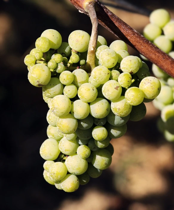 a bunch of green grapes hanging from a branch, by Robert Brackman, flickr, hollister ranch, white, bottom body close up, stock photo