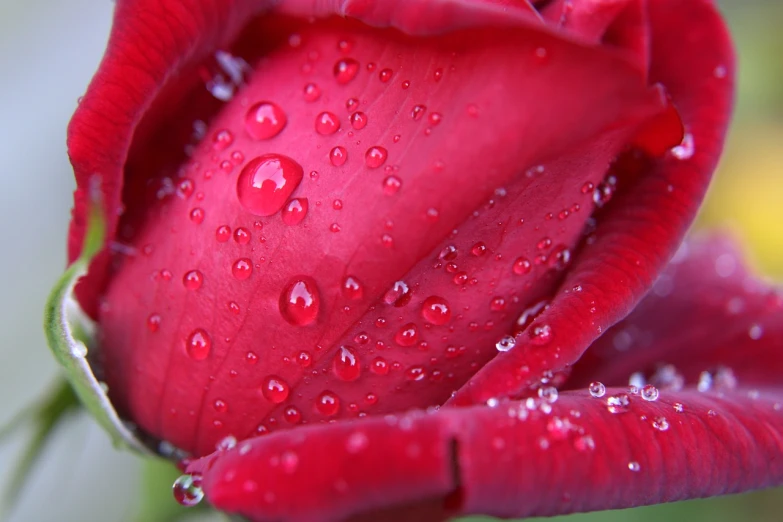 a red rose with water droplets on it, a macro photograph, by Jan Rustem, roses and tulips, computer wallpaper, after rain and no girls, tear drop