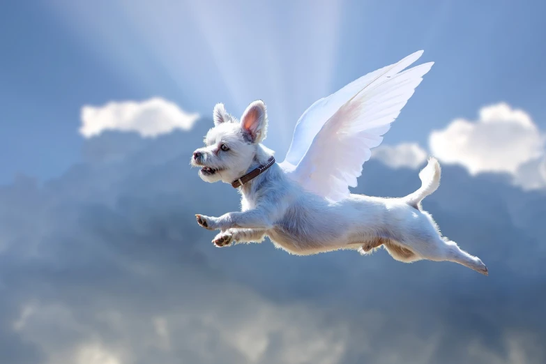 a small white dog flying through the air, an illustration of, by Igor Grabar, pixabay contest winner, beautiful angelic wings, smiling in heaven, photoreal”, the gremlins are too damn high