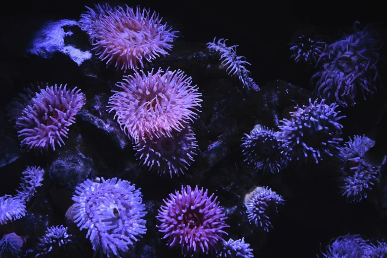 a close up of a bunch of purple sea anemons, by Adam Chmielowski, romanticism, blue and pink lighting, sea anemone, night photo