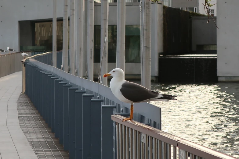 a seagull standing on a railing next to a body of water, sōsaku hanga, watch photo, with a white nose, [ [ hyperrealistic ] ], large and in charge