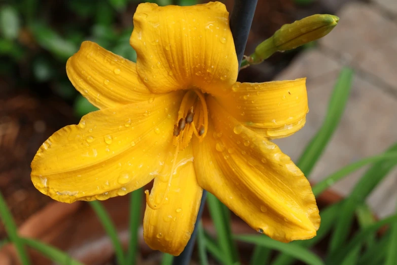 a yellow flower with water droplets on it, a portrait, hurufiyya, lilies and daffodils, 7 0 mm photo