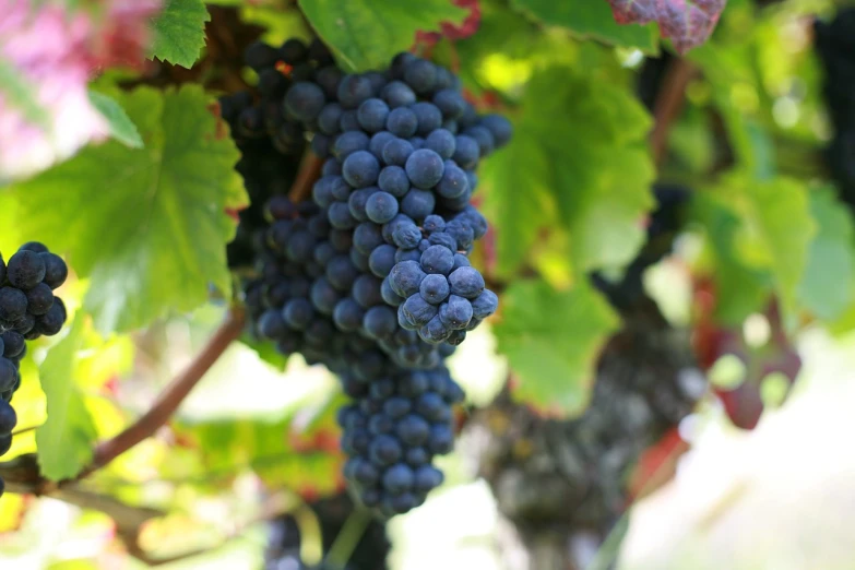 a bunch of grapes hanging from a vine, muted blue and red tones, focus on full - body, high res photo