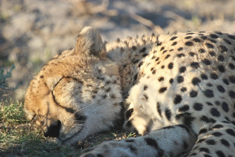 a close up of a cheetah laying on the ground, by Dietmar Damerau, hurufiyya, sweet dreams, end of day, cat sleeping, closeup!!