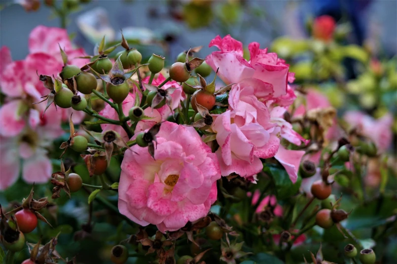 a close up of a bunch of pink flowers, a picture, inspired by Jacopo Bassano, crown of mechanical peach roses, “berries, after rain, taken in the late 2010s