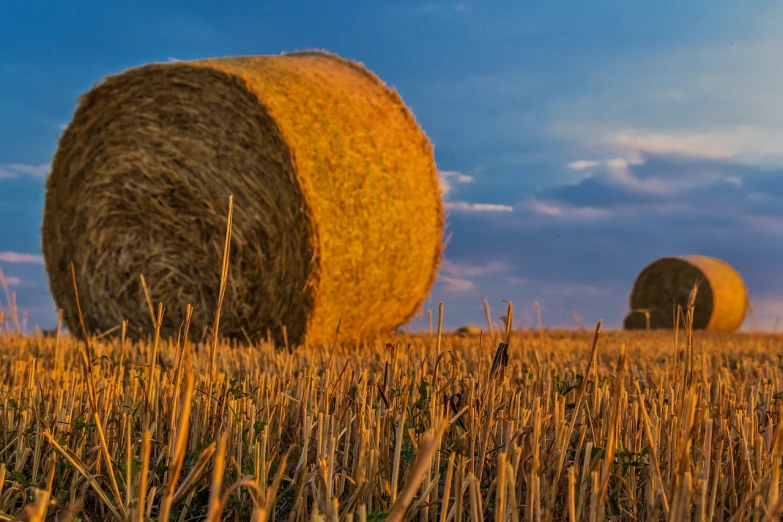 two hay bales sitting in the middle of a field, a picture, shutterstock, golden and blue hour, tall corn in the foreground, panoramic photography, closeup photo