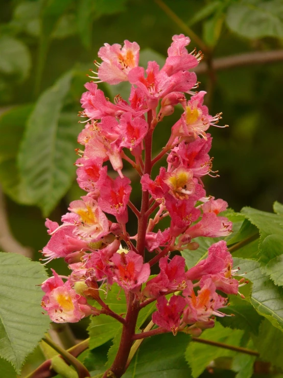 a close up of a flower on a tree, by Robert Brackman, flickr, hurufiyya, glowing crimson head, pink yellow flowers, lorica segmentum, wild ginger hair