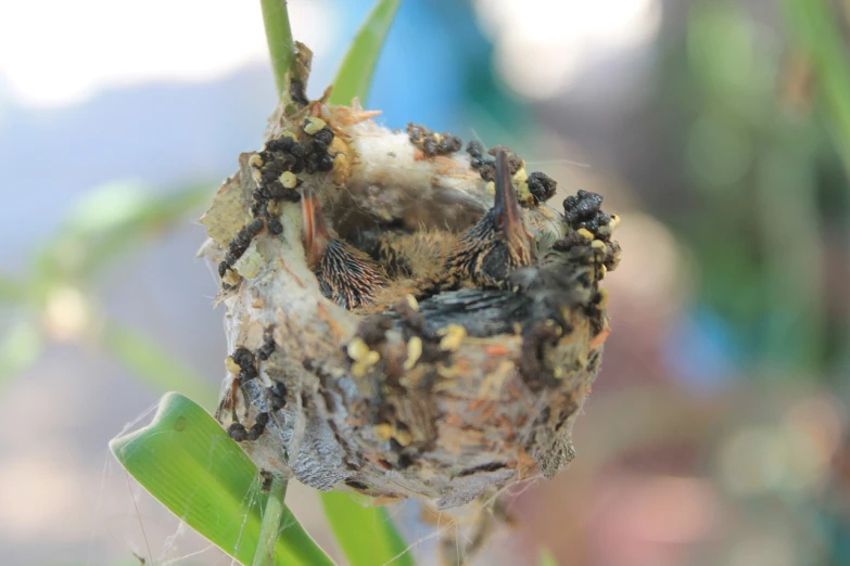 a close up of a baby bird in a nest, happening, bee hummingbird, high res photo, in the middle of a small colony, bumps