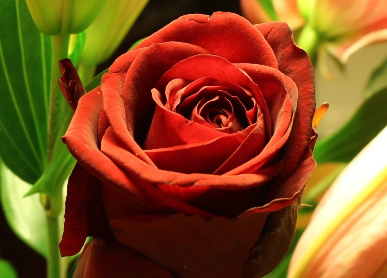 a close up of a red rose in a vase, a picture, by Arnie Swekel, red and brown color scheme, good night, detailed flowers, rose background