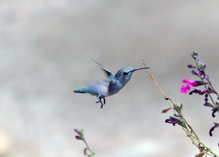 a bird that is flying in the air, arabesque, salvia droid, perfect shot, a beautiful mine, detailed zoom photo