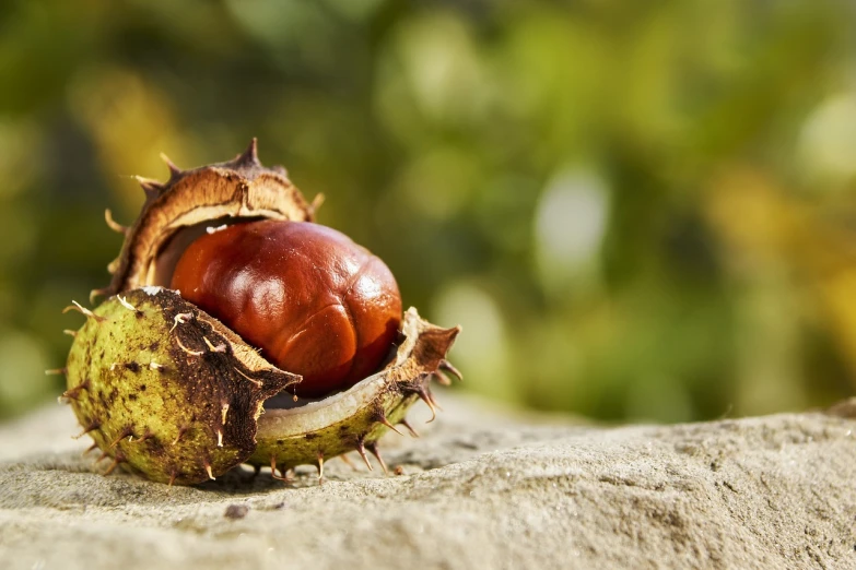 a close up of a fruit on a rock, a macro photograph, by Niko Henrichon, trending on pixabay, photorealism, some oak acorns, chestnut hair, beautiful autumn spirit, istock