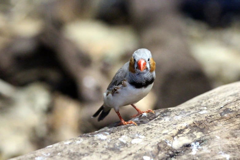 a small bird sitting on top of a rock, a portrait, flickr, happening, with a yellow beak, !! looking at the camera!!, bangalore, cute little creature