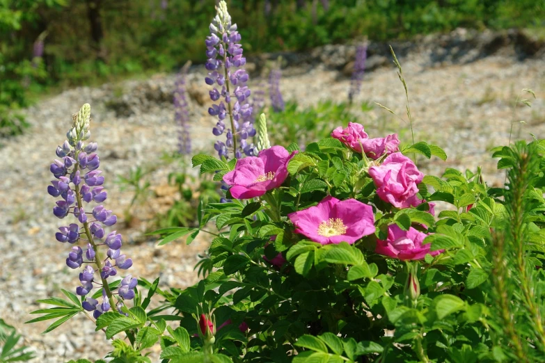 a bunch of purple flowers sitting on top of a lush green field, by Anato Finnstark, flickr, roses and lush fern flowers, salvia droid, blue and pink, 2 years old