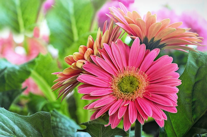 a close up of a pink flower in a vase, lush plants and flowers, giant daisy flower over head, very colourful, bright sunshine