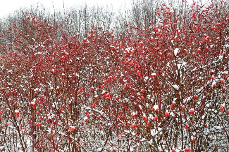 a bush full of red berries covered in snow, baroque, a flaming forest, borders, pattern, 2 0 1 0 photo