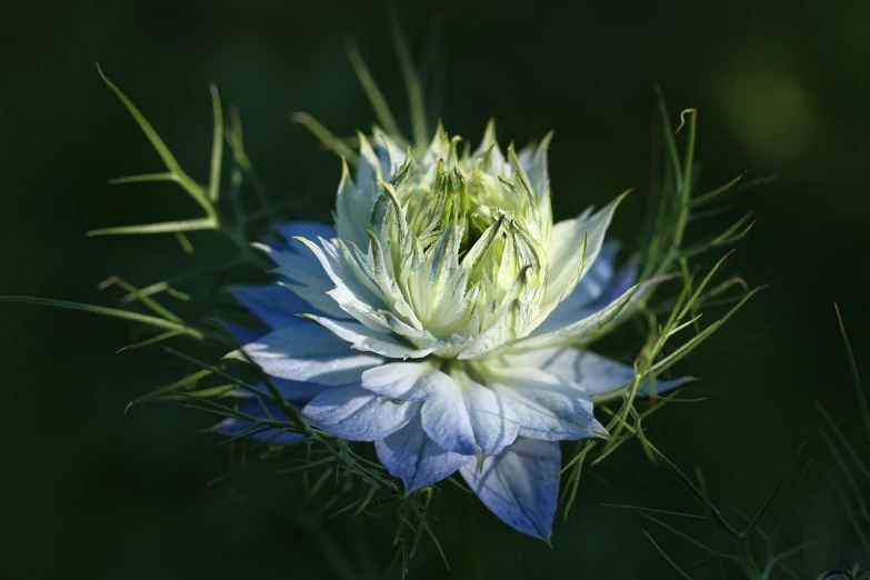 a close up of a white and blue flower, flickr, arabesque, giant corn flower head, pale green glow, clematis in the deep sea, hay
