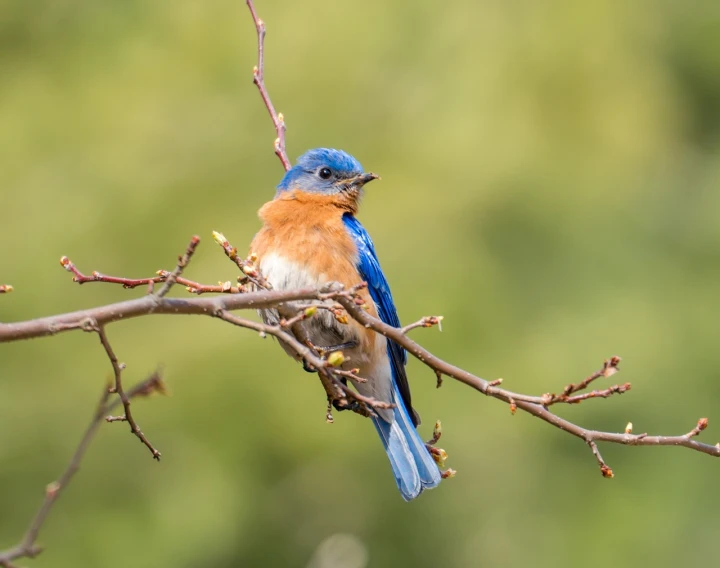 a blue bird sitting on top of a tree branch, a portrait, by Neil Blevins, shutterstock, springtime morning, utah, various posed, blue and orange
