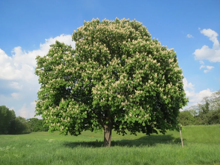 a large tree sitting on top of a lush green field, a picture, by Edward Clark, pixabay, hurufiyya, huge blossoms, huge ficus macrophylla, oak acorns, large screen