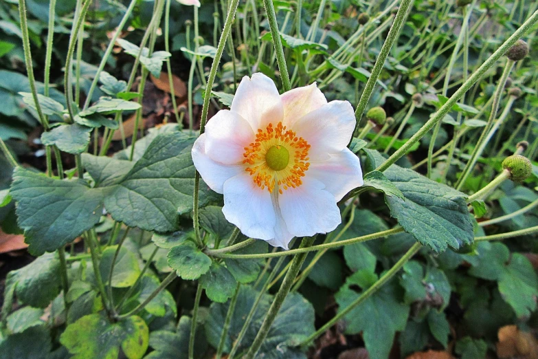 a white flower with a yellow center surrounded by green leaves, by Robert Brackman, flickr, dead but beautiful. poppies, pink white and green, porcelain skin ”, in a woodland glade