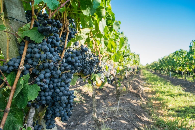 a bunch of black grapes hanging from a vine, a picture, by Joseph Werner, shutterstock, rows of lush crops, rhode island, stock photo
