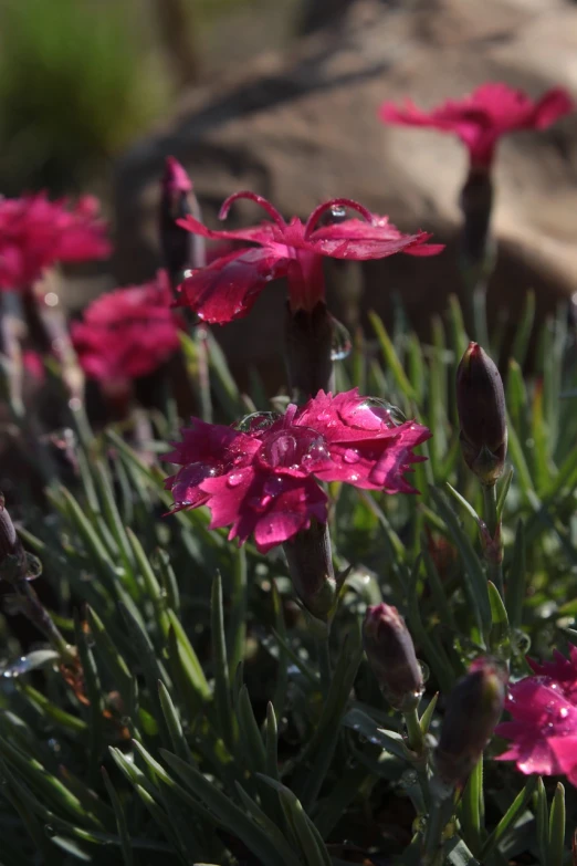 a group of pink flowers sitting on top of a lush green field, a portrait, hurufiyya, water droplets frozen in time, tiny crimson petals falling, 7 0 mm photo