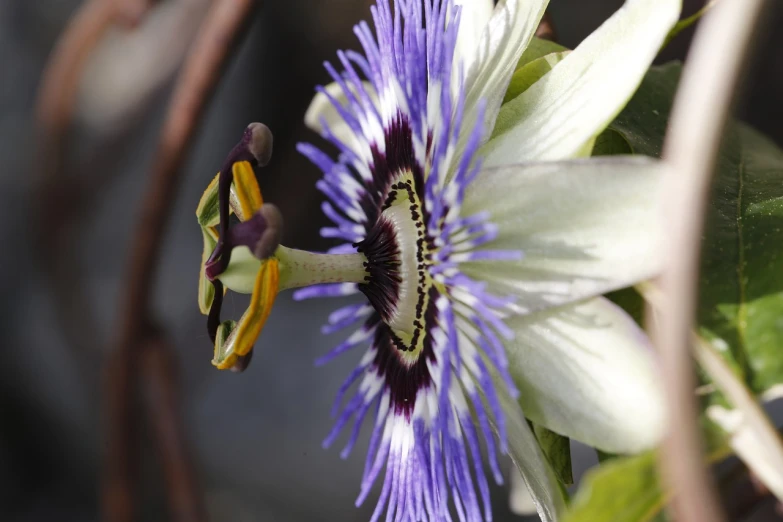 a close up of a flower on a plant, by Jim Nelson, hurufiyya, passion fruits, white and blue, surrounded flower, view from the side