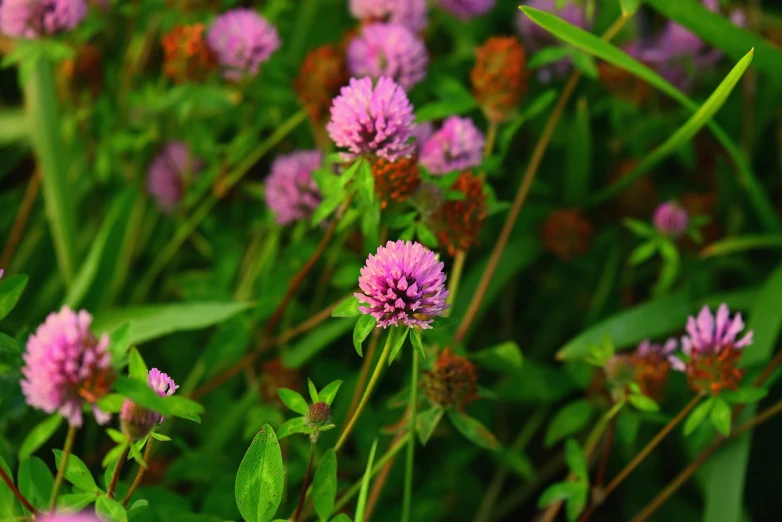 a bunch of purple flowers sitting on top of a lush green field, hurufiyya, background full of lucky clovers, pink petals, abundant fruition seeds, 5 5 mm photo