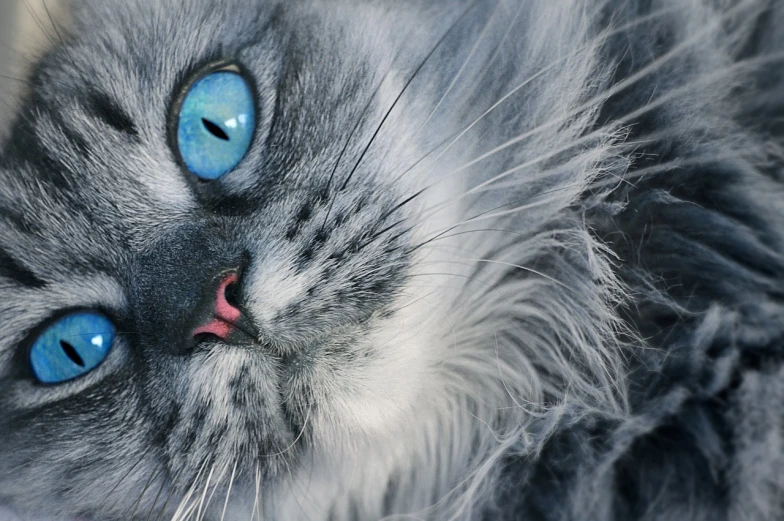 a close up of a cat with blue eyes, flickr, silver and blue colors, fleurfurr, an ultra realistic photo, glowing blue