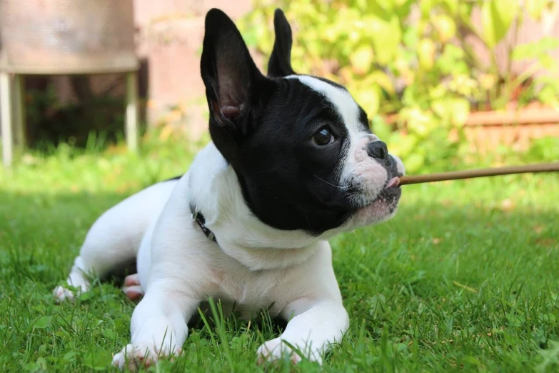 a small black and white dog laying in the grass, bauhaus, french bulldog, with a pointed chin, photo - shot, profile shot