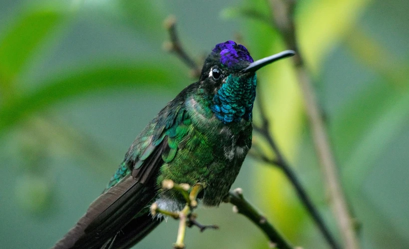 a colorful bird sitting on top of a tree branch, a portrait, flickr, hurufiyya, purple and green, hummingbird, glossy flecks of iridescence, peruvian looking