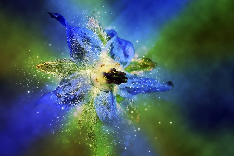 a close up of a blue flower with water droplets, inspired by Igor Zenin, art photography, magical fairy floating in space, explosion of colorful flowers, high quality fantasy stock photo, clematis in the deep sea