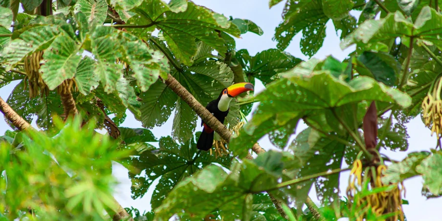 a colorful bird sitting on top of a tree branch, a portrait, flickr, toucan, as seen from the canopy, 🦩🪐🐞👩🏻🦳, 50mm 4k
