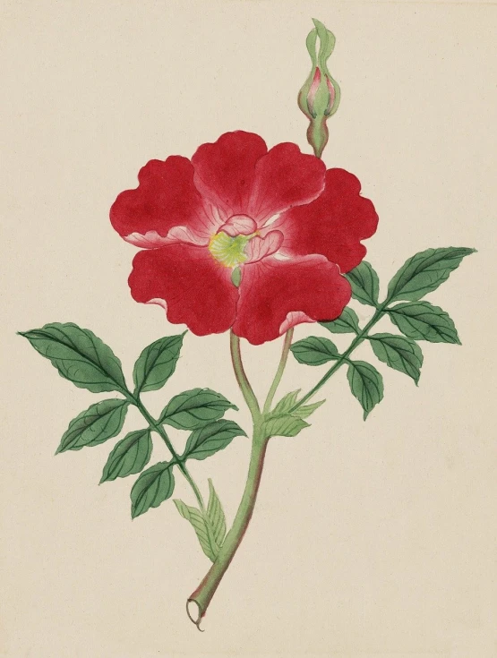 a drawing of a red flower with green leaves, an illustration of, by Kawabata Ryūshi, rosa bonheurn, hibiscus, thomas kincaid, aged 2 5