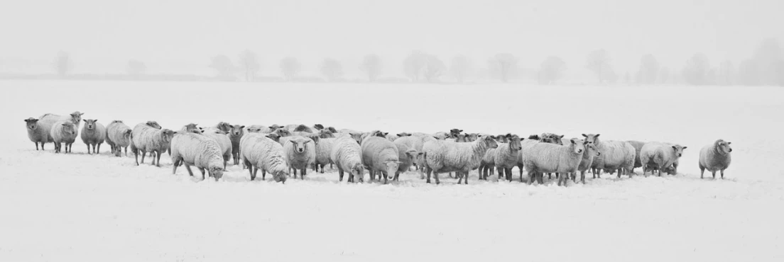 a herd of sheep standing on top of a snow covered field, a black and white photo, by Frans Koppelaar, flickr, fine art, instagram photo, covered!, #macro, snow fall