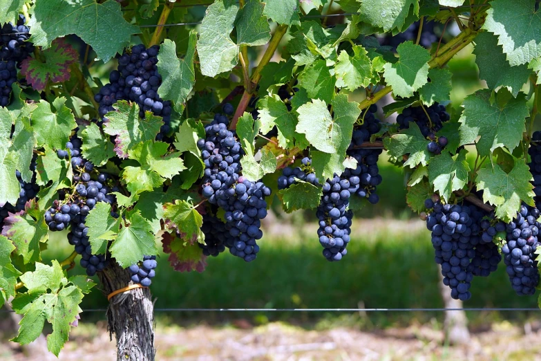 a bunch of grapes hanging from a vine, a photo, by Douglas Shuler, tourist photo, from wheaton illinois, picton blue, wide shot photo