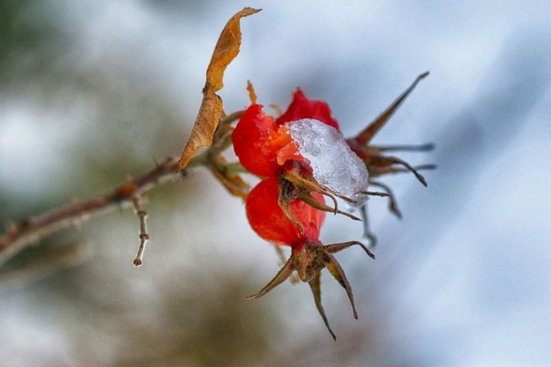 a close up of a flower with snow on it, by Jan Rustem, flickr, eating rotting fruit, thorns, red hoods, avatar image
