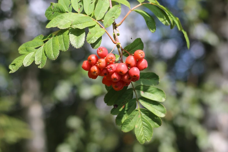 a close up of a bunch of berries on a tree, hurufiyya, southern slav features, petite