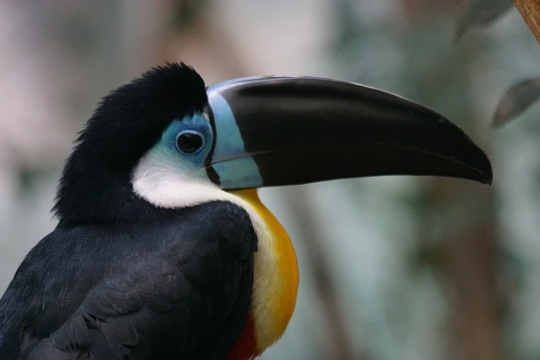 a colorful bird sitting on top of a tree branch, by Dietmar Damerau, flickr, 6 toucan beaks, closeup of face, birdseye view, left profile