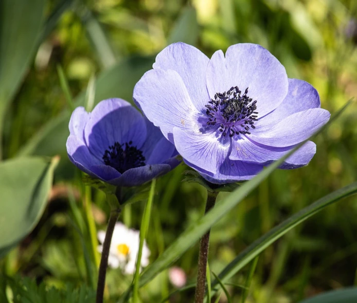 a couple of purple flowers sitting on top of a lush green field, a portrait, by Hans Schwarz, pixabay, romanticism, anemones, blue - petals, flowers in a flower bed, medium close-up shot