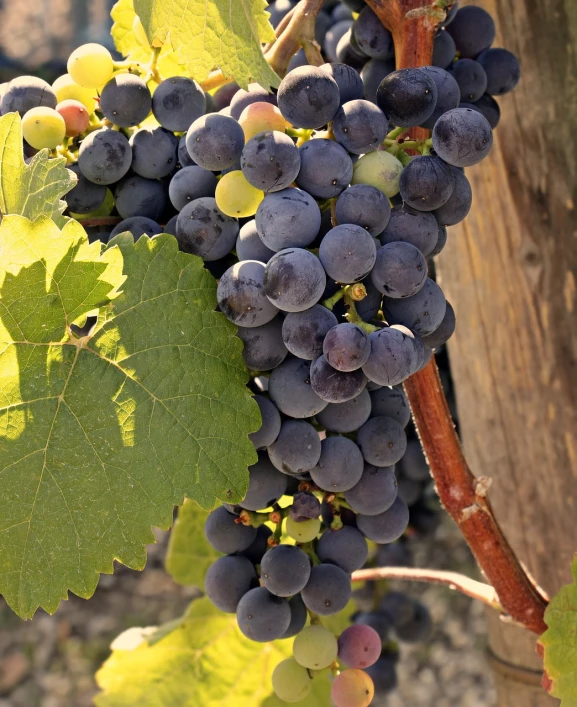 a bunch of grapes hanging from a vine, a portrait, by Dietmar Damerau, shutterstock, central california, award - winning crisp details ”, bottom angle, stock photo