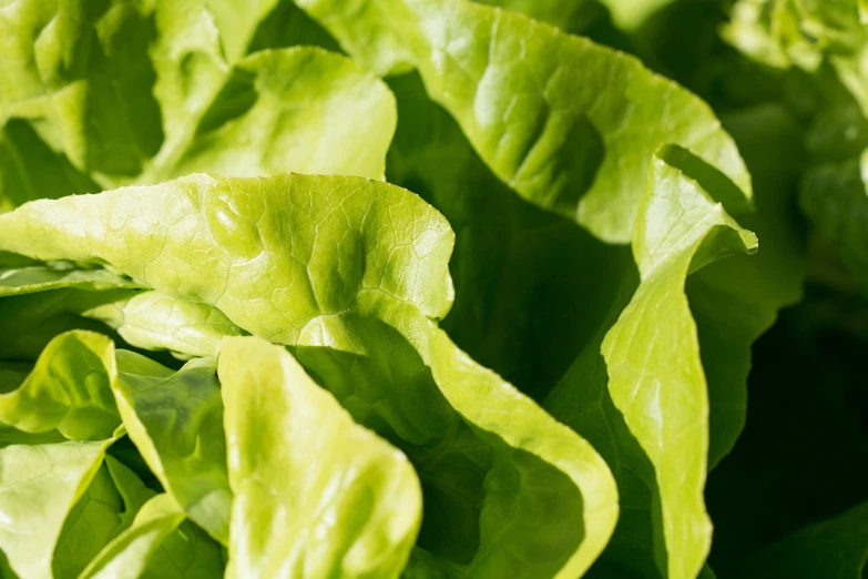 a close up of a bunch of lettuce, precisionism, on a sunny day, high quality product image”