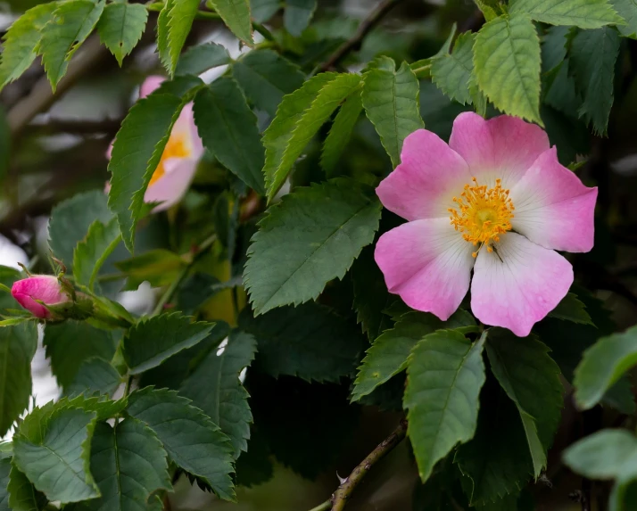 a close up of a pink flower with green leaves, inspired by Hasegawa Tōhaku, romanticism, rose-brambles, 3 / 4 wide shot, wikimedia, wide shot photo