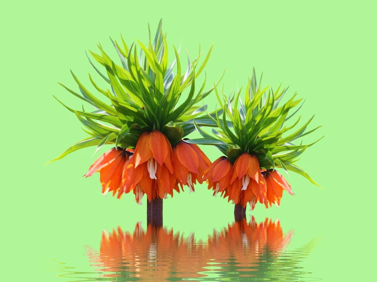 a couple of orange flowers sitting on top of a body of water, a digital rendering, hurufiyya, miniature product photo, very accurate photo, exotic trees, realistic reflection