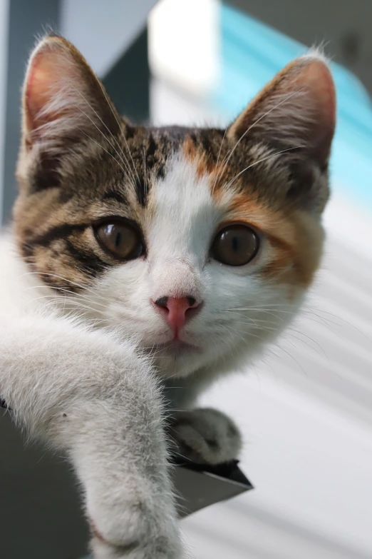 a close up of a cat on a ledge, a picture, flickr, kitten puppy teddy mix, attractive girl, closeup 4k, in a fighting pose